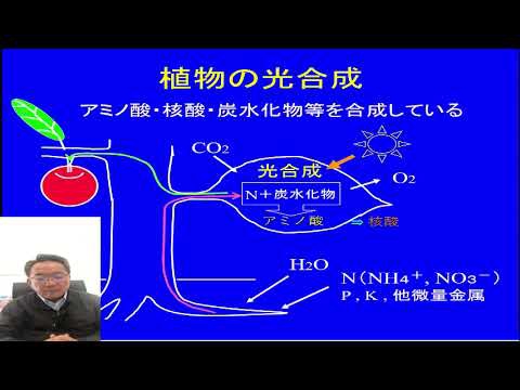 葉っぱはソーラーパネル「光合成とは」　
